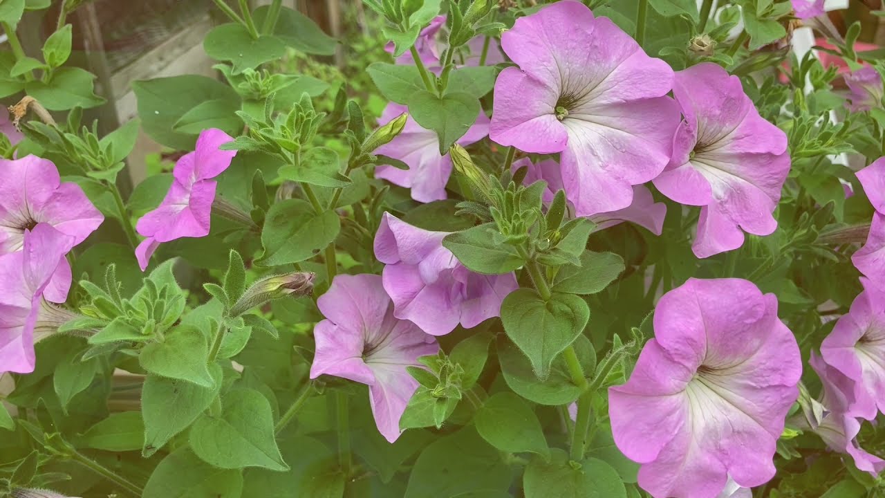 For Real by Nettson, RedBird & Clara Ayless                                       Calmati Music