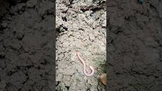 Mencari Cacing Tanah Untuk Mancing Belut