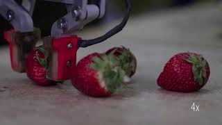 Strawberry manipulation using tactile sensing