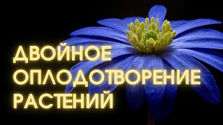 Ботаника. Двойное оплодотворение растений | ВЕБИНАР