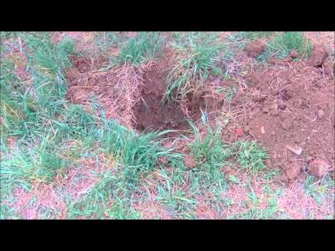 სკოლის ეზოს გამწვანება