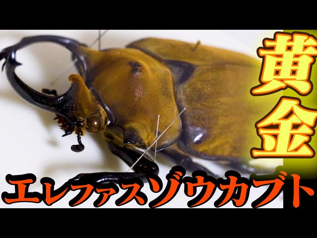 黄金のカブトムシ】エレファスゾウカブト - YouTube