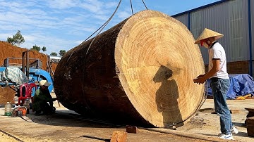 Giant Chainsaw In Action // Cutting Giant Mutant Teak Tree