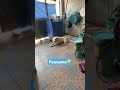 Pawsome Dogsofyoutube Dogs Doggybestfriend Cutedogs Pets Cutepets Tiktokviral Doggielife