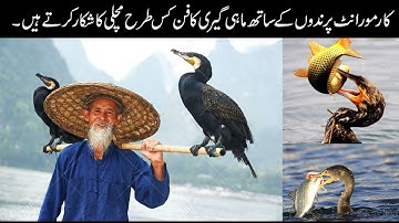 The Art Of Fishing With Cormorant Birds