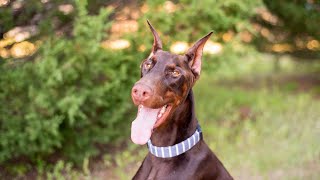 Harnessing Your Doberman s Herding Instincts Fun and Engaging Activities