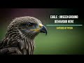 Eagle’s Rare Hunting Behaviour Caught on Camera (Unseen Footage) | Captured by Piyush (Nikon Z7II)