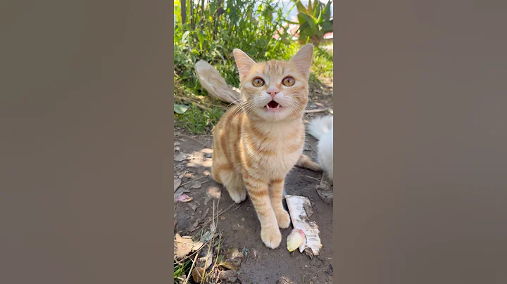 Video 11420021: meowing cats fighting, cats kittens meowing, meowing angry cat playing, cartoon meow cat sound, cat meowing angry funny, cute cat fight sound