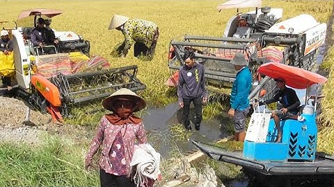 máy cắt 70 độ cắt lúa ô em 18 công 400K công 7 bao giá lúa bán 5500₫K tập # maibangtv 