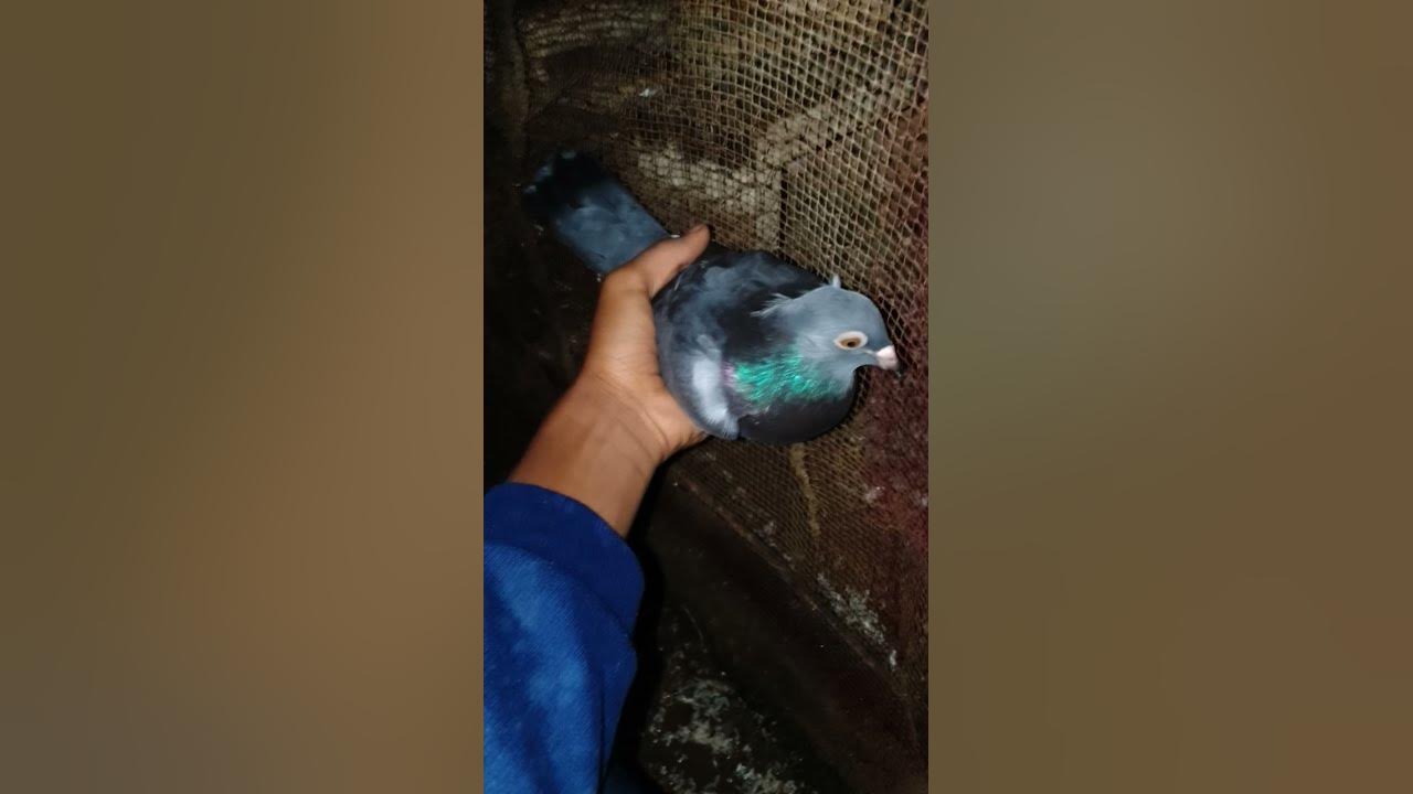 answer lover pigeon Laver saskip or Like YouTube