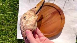 Download Lagu Duck Head Organic Dehydrated Chew MP3