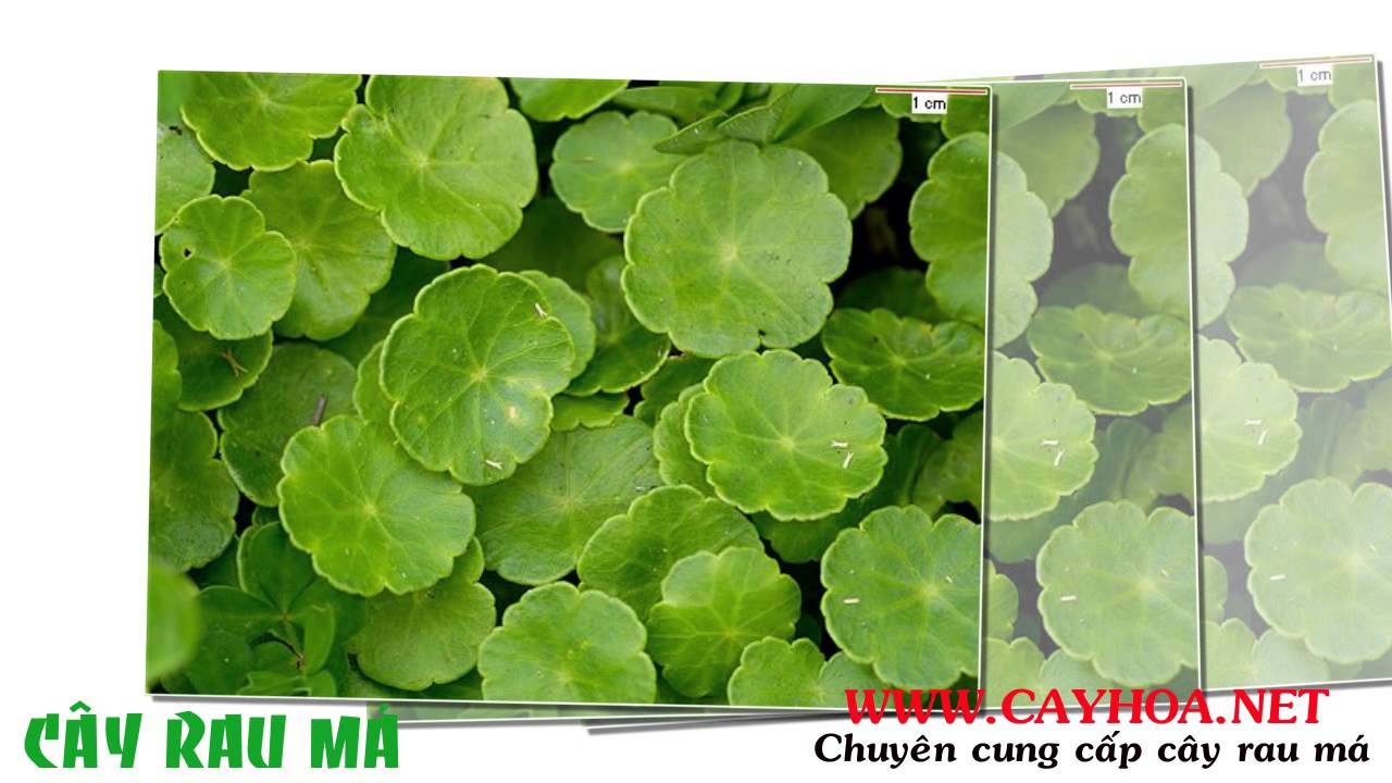 Cây rau má giống - YouTube
