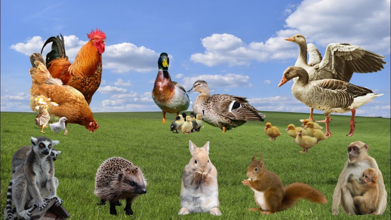 Beautiful Animal Sounds - Chicken, Duck, Goose, Lemur, Hedgehog, Rabbit, Squirrel. @AnimalSounds973