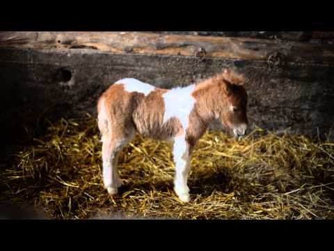 Video: Palomino konj