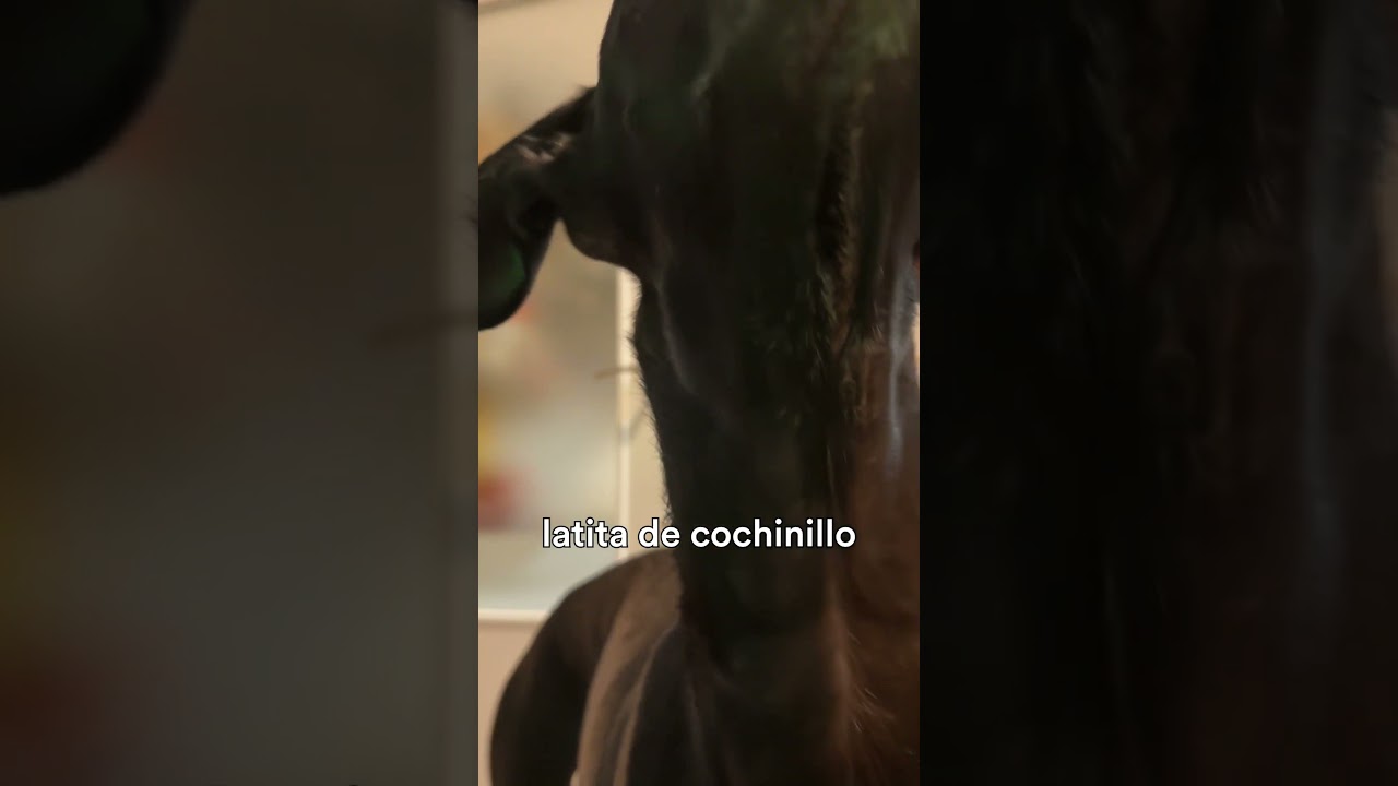 Latita de cochinillo de Segovia, ñammmm