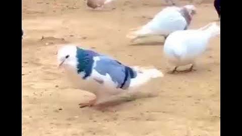 أجمل تلاوة في صباح يوم الجمعه 💚🥀جمعة طيبة َمعطرة بذكر الله ورسوله ♥️🌿Good morlng 🥀