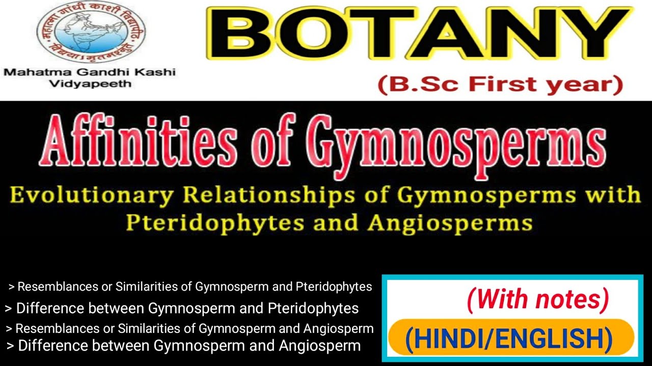 Affinities and Relationship of Gymnosperms/Difference between Gymnosperms and Pteridophytes