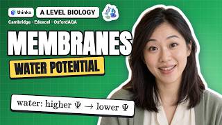 Cell Membranes and Transport | IAL Biology | Cambridge 9700 · Edexcel YBI11 · OxfordAQA 9610