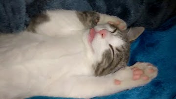 Catnip Addiction Commercial