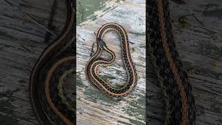 Stunning Eastern Garter Snake Found in Alabama!