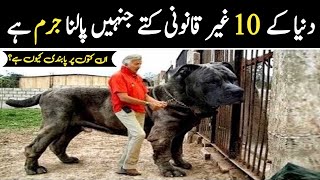 10 Most Illegal Dog Breeds In The World😱