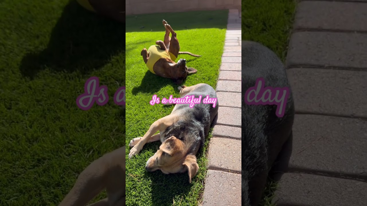 Perfect sunny day🐶🐶☀️☀️