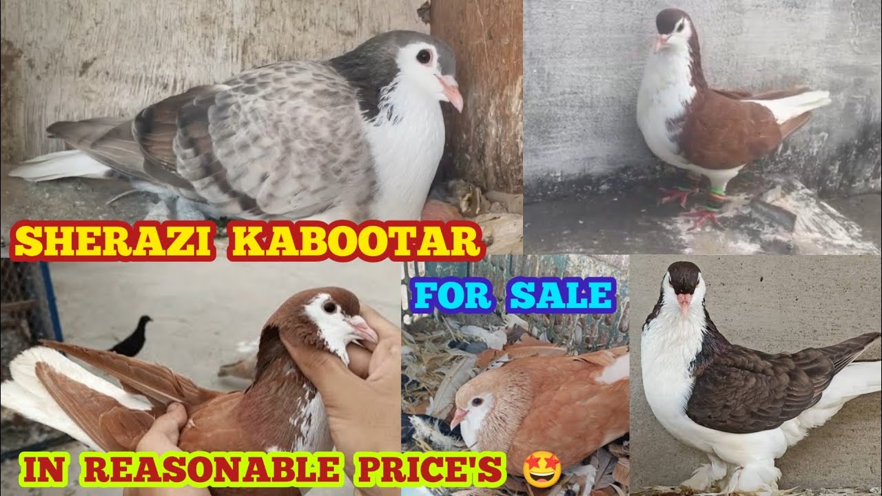 SHERAZI KABOOTAR FOR SALE 🤑 IN REASONABLE PRICE'S 🤩 FANCY PIGEON'S // IN HYDERABAD // 9381938413
