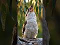 The Bird That Sounds Like a Machine Gun! 😱🦤 #shorts