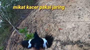 mikat kacer hasilnya tak terduga sangkut di jaring