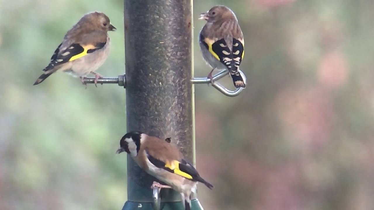 Goldfinches on Niger Feeder