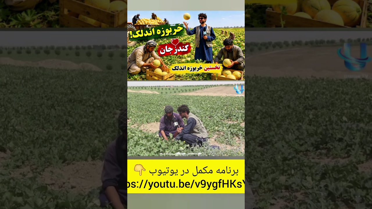 نخستین حاصلات خربوزه اندلک در ولایت کندز برداشت و به بازار عرضه شد 🍈

در این گزارش از کشتزارهای خربوزه، روند برداشت، بسته‌بندی و انتقال حاصلات به بازار را از نزدیک مشاهده می‌کنید. دهقانان از کیفیت و میزان حاصلات امسال ابراز رضایت می‌کنند.

شما خربوزه اندلک را از کدام ولایت یا کشور تماشا می‌کنید؟ نظر خود را در بخش دیدگاه‌ها بنویسید.

لطفاً ویدیو را لایک و کانال را سبسکرایب کنید.

#کندز #خربوزه #افغانستان