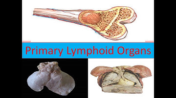 NET LIFE SCIENCE III Primary Lymphoid Organ