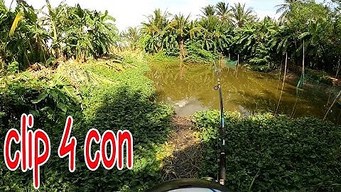CÂU LURE CÁ LÓC ĐỒNG CÀ MAU | snakehead fishing | quốc toản fishing