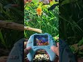 Dolphin Water Gamebot #gaming #squidgame #satisfyingvideo #satisfying #toys