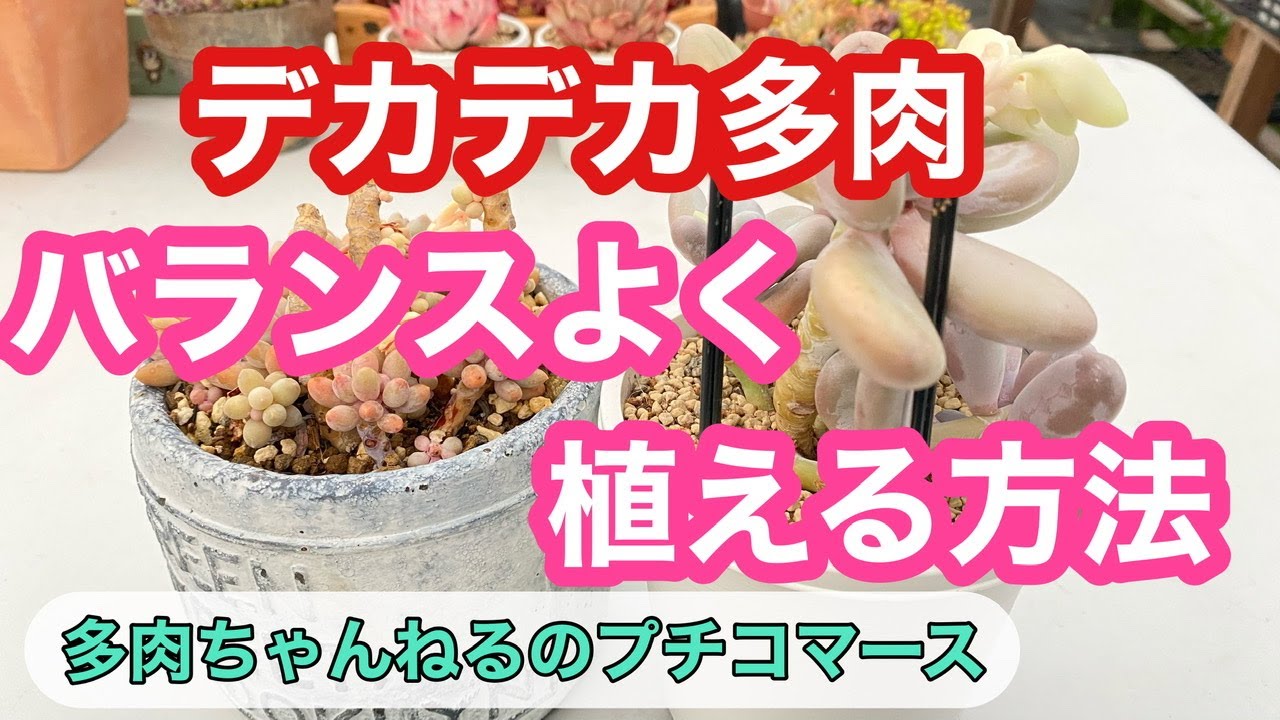 Top【選抜株】多肉植物　24829デアデビル　20個　鉢無し/脱土 多肉植物】アタマでっかちなデカデカ多肉の植え付け方❣️グラグラさせ