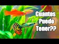 Acuario de 20 Galones