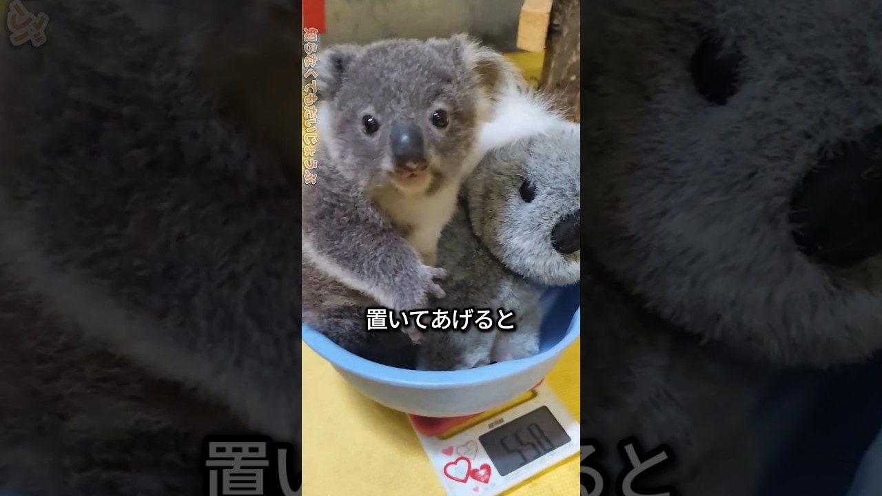 マ大好きコアラの検診日🐨💗