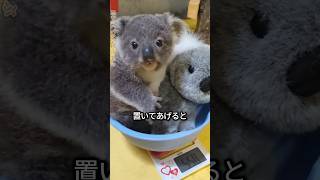 マ大好きコアラの検診日🐨💗