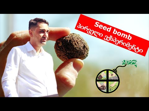 Seed bomb - პირველი ექსპერიმენტი