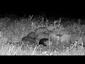 Oh Fitzy 😆 5/28/26 (explore.org and ORI BUOW cam)