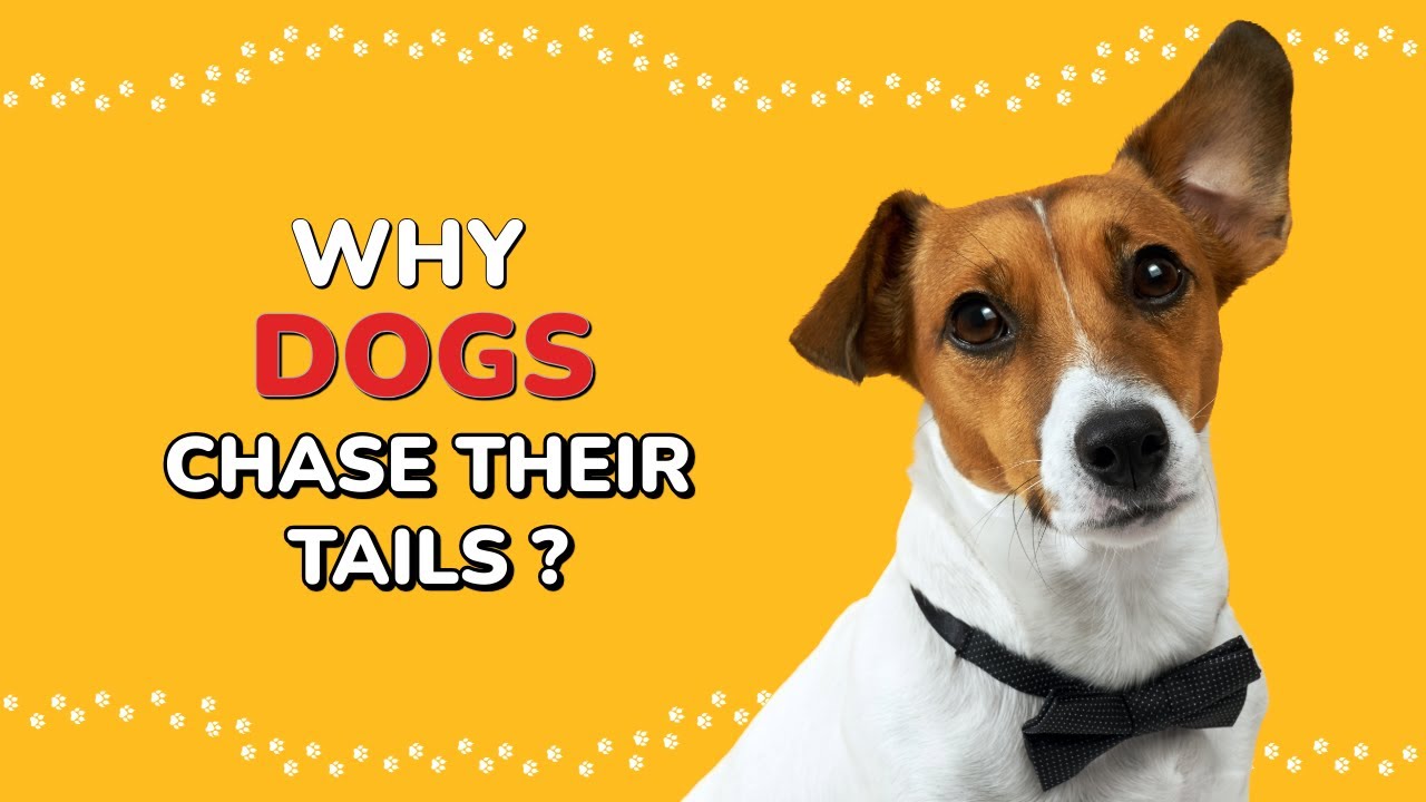 Ever Wonder Why Dogs Chase Their Tails? 🐕