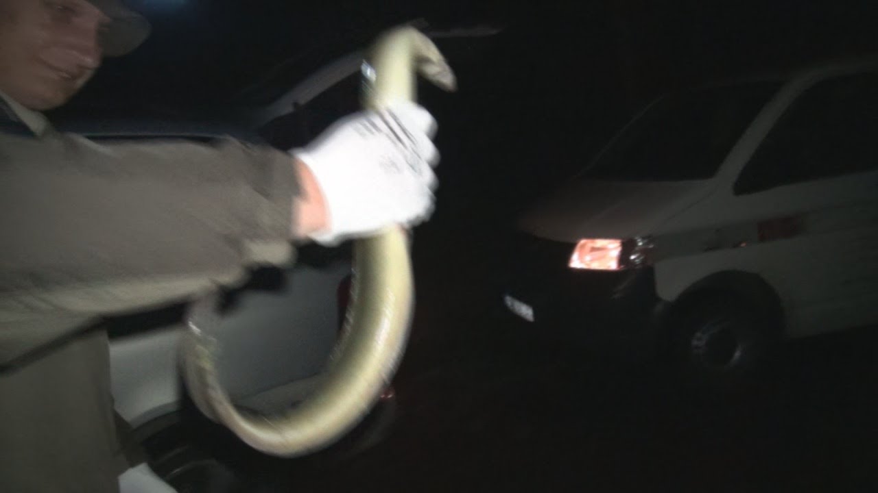 Catching Eels, at night