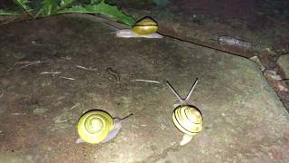 Many Snails