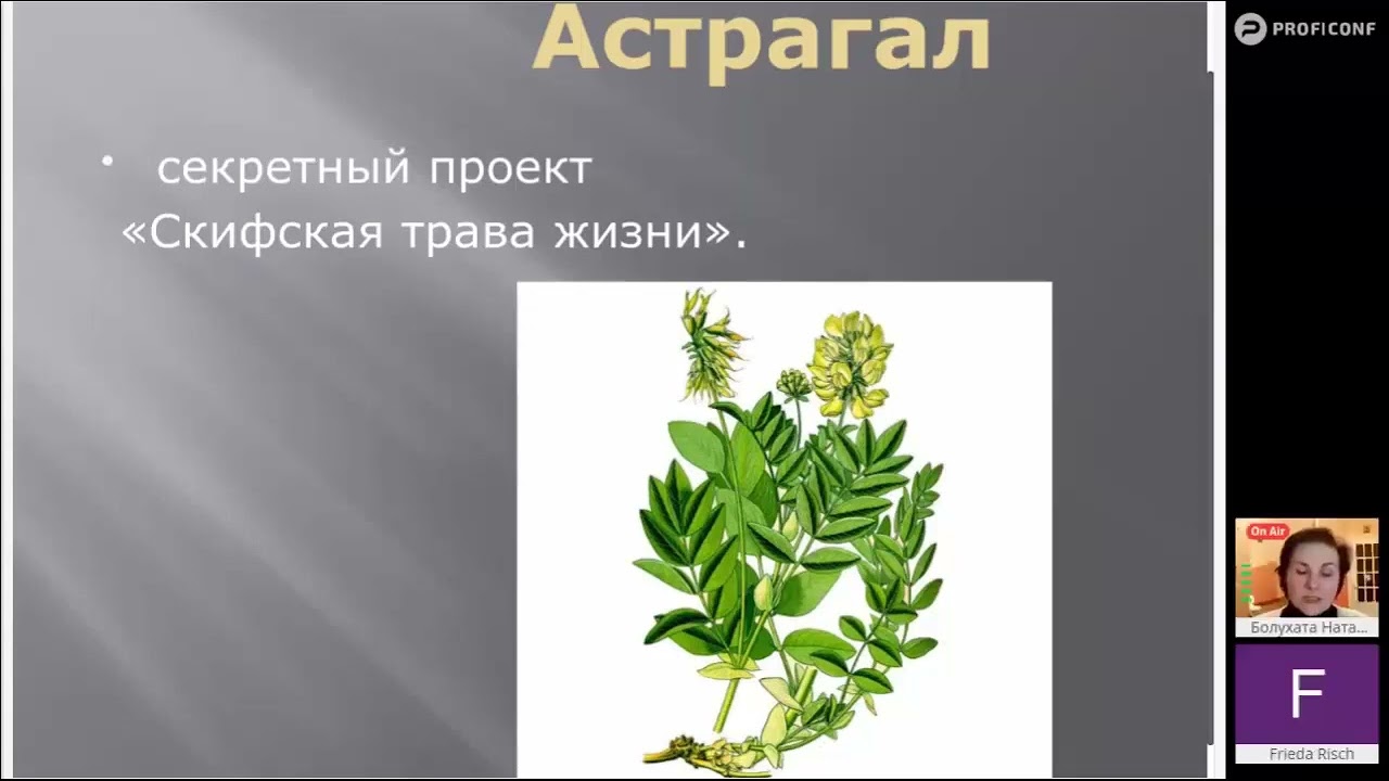 Астрагал перепончатый. Врач Наталья Болухата