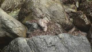 Chungungos (Lontra felina) copulando en Isla Chañaral, Región de Atacama