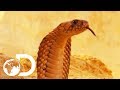 The Most Deadly Snake Of The Egyptian Desert | Wildest Middle East