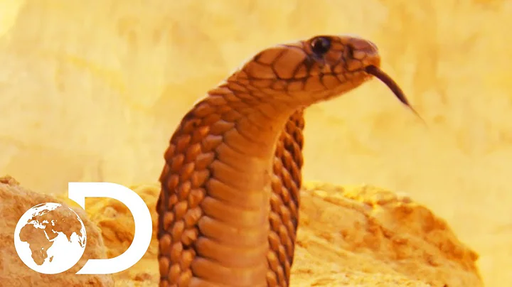 The Most Deadly Snake Of The Egyptian Desert | Wildest Middle East - DayDayNews