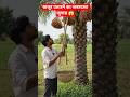 खजूर उतारने का जबरदस्त जुगाड 😱 #pilibhitkaraja26 #subscribe #shorts #shortvideo