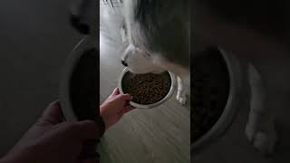 My husky, my rescues big brother, my heartbeat 💓 #adoptdontshop #husky #dogsofyoutube #dog  #rescue