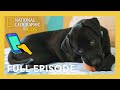 Roman to the Rescue Full Episode 🐶 | Ben | @natgeokids